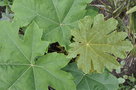 vignette tetrapanax papyrifera