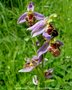 vignette Ophrys abeille , Ophrys apifera ,Orchide sauvage