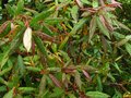 vignette Rhododendron lutescens au feuillage color au 14 06 10