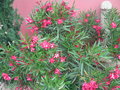 vignette nerium oleander