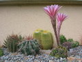 vignette Echinopsis x Buttercup, mon jardin