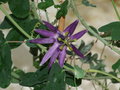 vignette Passiflora umbilicata