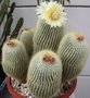 vignette H cactus leninghausii
