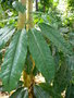 vignette SCHEFFLERA actinophylla