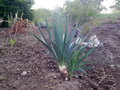 vignette taille yucca