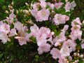 vignette Rhododendron Satsuki au 14 06 10