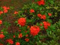vignette Rhododendron Bakeri Camp's red cumberlandense au 14 06 10