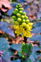 vignette Berberidaceae - Mahonia aquifolium