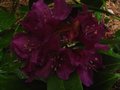 vignette Rhododendron polar nacht dernire fleur au 15 06 10