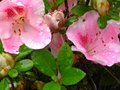 vignette Rhododendron Satsuki au 15 06 10