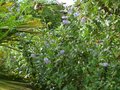 vignette Ceanothus Arboreus Trewithen blue au 15 06 10