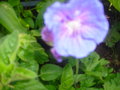 vignette geraniums bleu