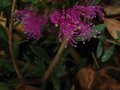 vignette Melaleuca thymifolia au 16 06 10