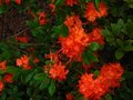 vignette Rhododendron Bakeri Camp's red Cumberlandense autre vue au 16 06 10