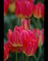 vignette Tulipes