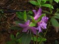 vignette Rhododendron Trichantum au 17 06 10