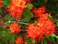 vignette Rhododendron Bakeri Camp's red cumberlandense au 17 06 10