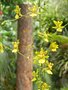 vignette Dendrobium longifolium