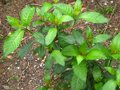 vignette Fuchsia paniculata au beau feuillage ample et mordoré au 17 06 10
