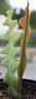 vignette Epiphyllum anguliger,une pousse