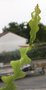 vignette Epiphyllum anguliger, une pousse