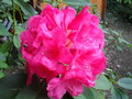 vignette Rhododendron 'Anna rose Whitney'
