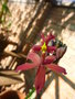 vignette Orchide: Epidendrum forme pourpre