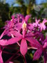 vignette Orchide: Epidendrum forme rose