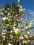 vignette Magnolia x brooklynensis 'Yellow Bird'