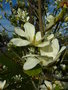 vignette Magnolia x brooklynensis 'Yellow Bird'