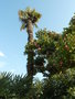 vignette Trachycarpus fortunei et Camellia japonica