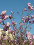 vignette Magnolia 'Heaven Scent' Avenue le Gorgeu