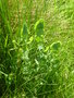 vignette Lathyrus aphaca - La gesse aphaca ou gesse sans feuilles
