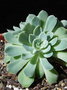 vignette Echeveria halbingeri var. sanchez-mejoradae