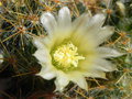 vignette Mammillaria prolifera