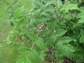 vignette Rubus occidentalis