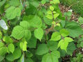 vignette Rubus phoenicolasius