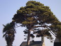 vignette Pinus sylvestris