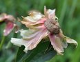 vignette Paeonia lactiflora - Pivoine herbacée Clemenceau pas de fructification