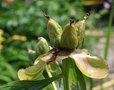 vignette Paeonia lactiflora - Pivoine herbacée blanche gousses