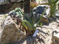 vignette Agave cerulata ssp robusta