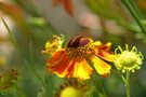 vignette helenium Kupfersprudel