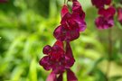 vignette penstemon Rich ruby