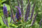 vignette veronica spicata