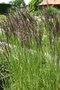 vignette Calamagrostis x acutiflora 'Karl Foerster'