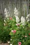 vignette Salvia sclarea white-bracted