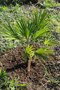 vignette Trachycarpus wagnerianus B