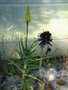 vignette Aloe striatula