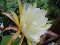 vignette Epiphyllum oxypetalum