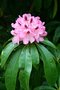 vignette Rhododendron 'Lady Eleanor Cathcart'